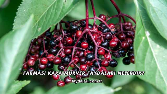 Farmasi Kara Mürver Faydaları Nelerdir?