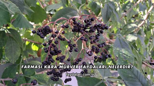 Farmasi Kara Mürver Faydaları Nelerdir?