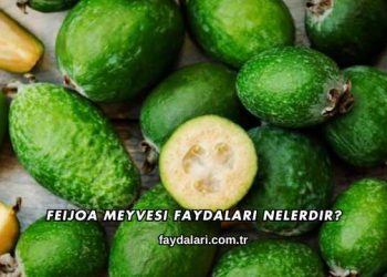 Feijoa Meyvesi Faydaları Nelerdir?