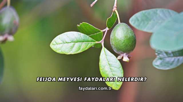 Feijoa Meyvesi Faydaları Nelerdir?