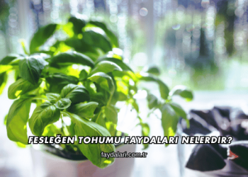 Fesleğen Tohumu Faydaları Nelerdir?