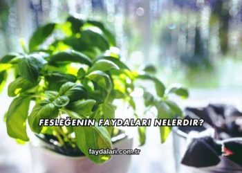 Fesleğenin Faydaları Nelerdir?