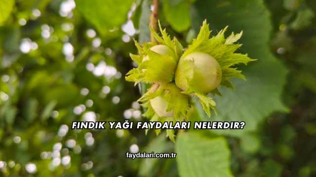 Fındık Yağı Faydaları Nelerdir?