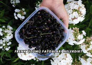 Frenk Üzümü Faydaları Nelerdir?