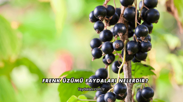 Frenk Üzümü Faydaları Nelerdir?