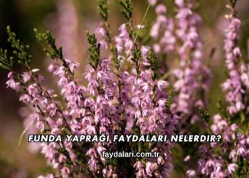 Funda Yaprağı Faydaları Nelerdir?