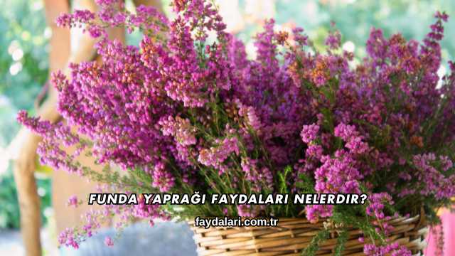 Funda Yaprağı Faydaları Nelerdir?