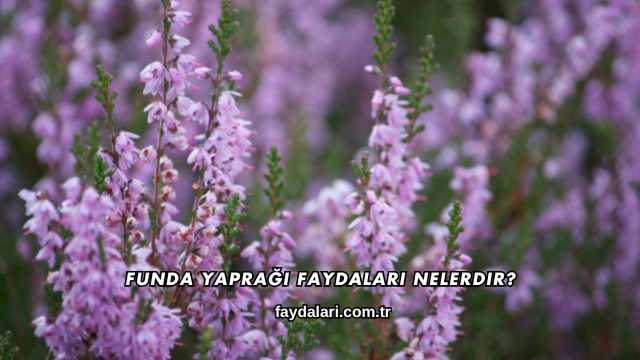 Funda Yaprağı Faydaları Nelerdir?