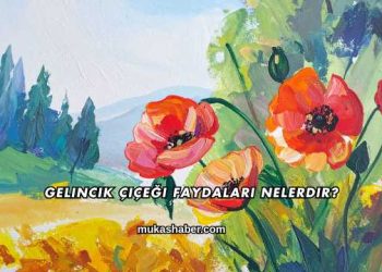 Gelincik Çiçeği Faydaları Nelerdir?