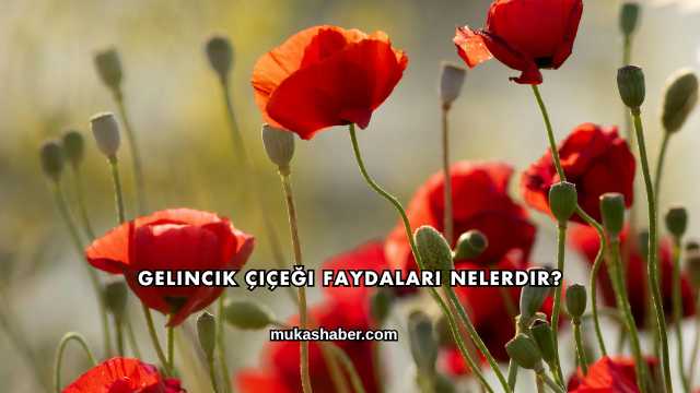 Gelincik Çiçeği Faydaları Nelerdir?