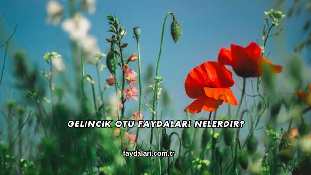 Gelincik Otu Faydaları Nelerdir?