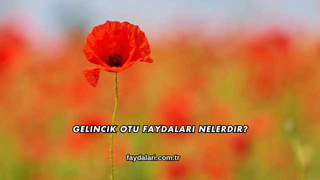 Gelincik Otu Faydaları Nelerdir?