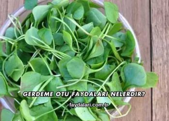 Gerdeme Otu Faydaları Nelerdir?