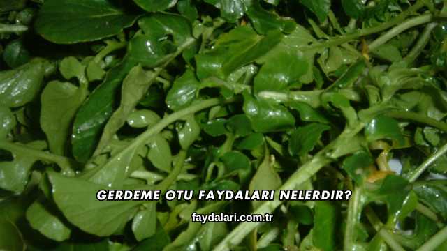 Gerdeme Otu Faydaları Nelerdir?
