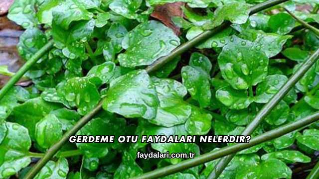 Gerdeme Otu Faydaları Nelerdir?