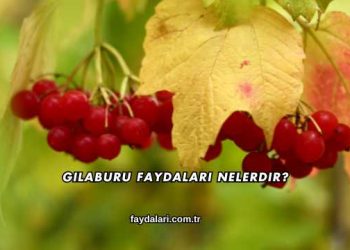 Gilaburu Faydaları Nelerdir?