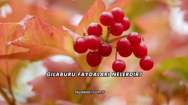 Gilaburu Faydaları Nelerdir?