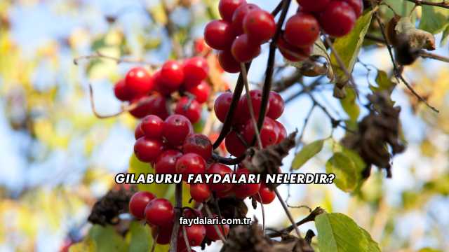 Gilaburu Faydaları Nelerdir?