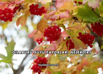 Gilaburu Suyu Faydaları Nelerdir?