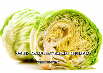 Göbek Marul Faydaları Nelerdir?