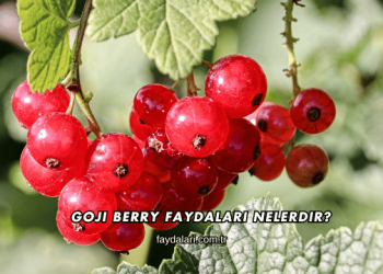 Goji Berry Faydaları Nelerdir?
