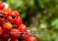Guarana Faydaları Nelerdir?