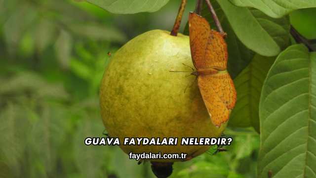 Guava Faydaları Nelerdir?