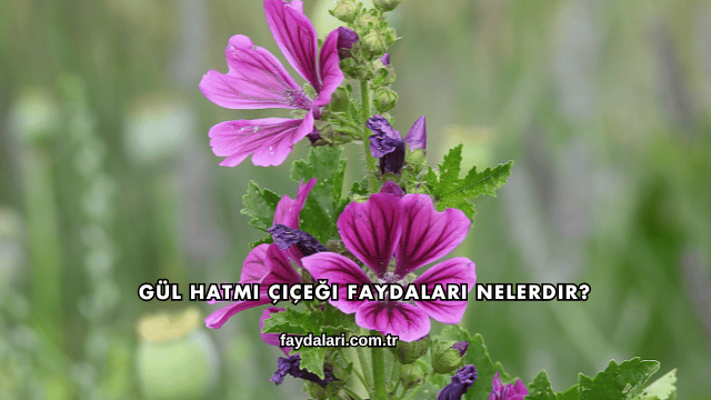 Gül Hatmi Çiçeği Faydaları Nelerdir?