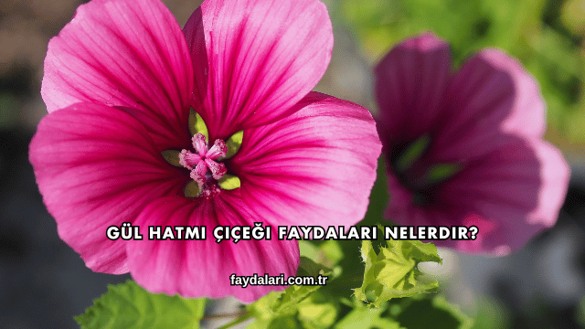 Gül Hatmi Çiçeği Faydaları Nelerdir?