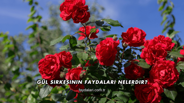 Gül Sirkesinin Faydaları Nelerdir?