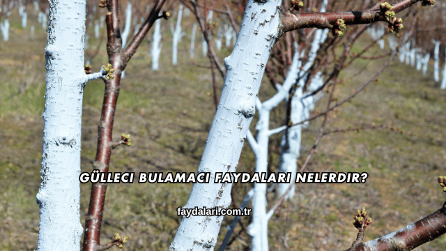 Gülleci Bulamacı Faydaları Nelerdir?