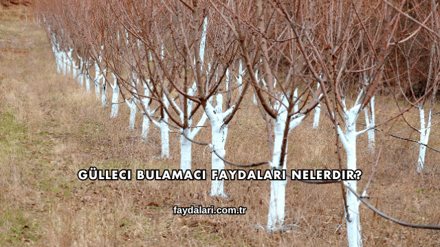 Gülleci Bulamacı Faydaları Nelerdir?