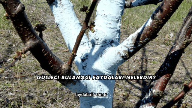 Gülleci Bulamacı Faydaları Nelerdir?