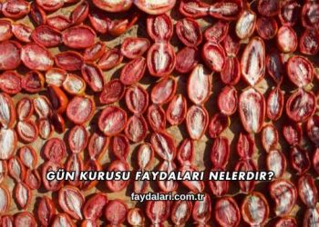 Gün Kurusu Faydaları Nelerdir?