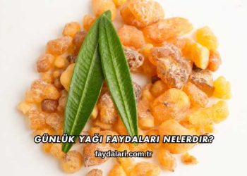 Günlük Yağı Faydaları Nelerdir?