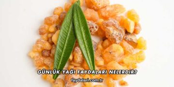 Günlük Yağı Faydaları Nelerdir?