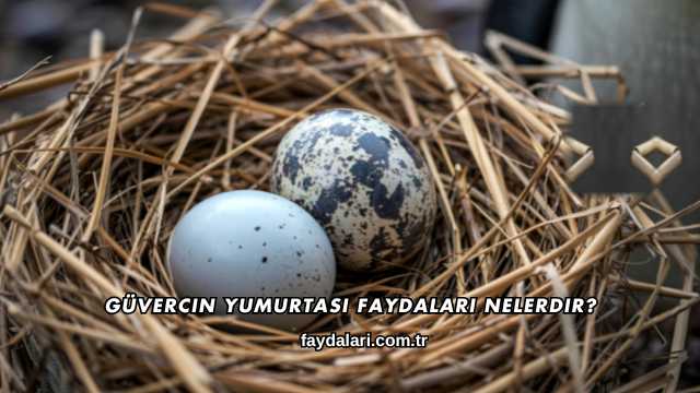 Güvercin Yumurtası Faydaları Nelerdir?
