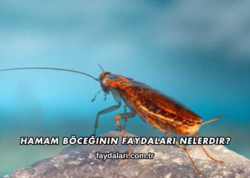 Hamam Böceğinin Faydaları Nelerdir?