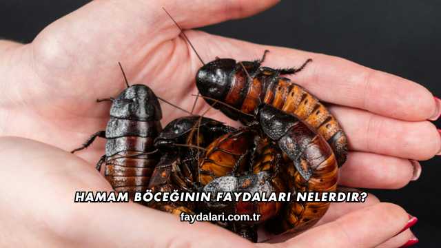 Hamam Böceğinin Faydaları Nelerdir?