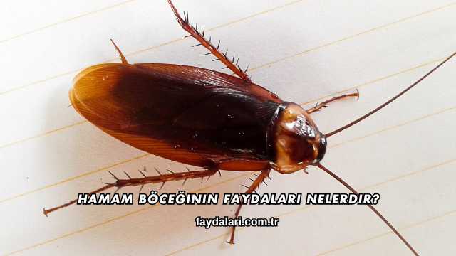 Hamam Böceğinin Faydaları Nelerdir?