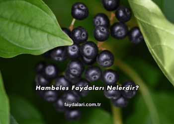 Hambeles Faydaları Nelerdir?