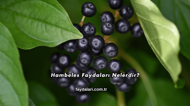 Hambeles Faydaları Nelerdir?