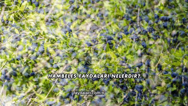 Hambeles Faydaları Nelerdir?