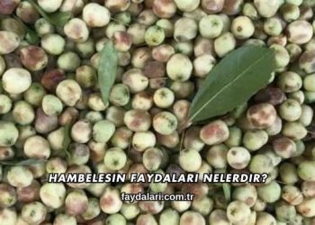 Hambelesin Faydaları Nelerdir?
