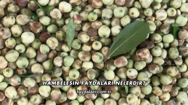 Hambelesin Faydaları Nelerdir?