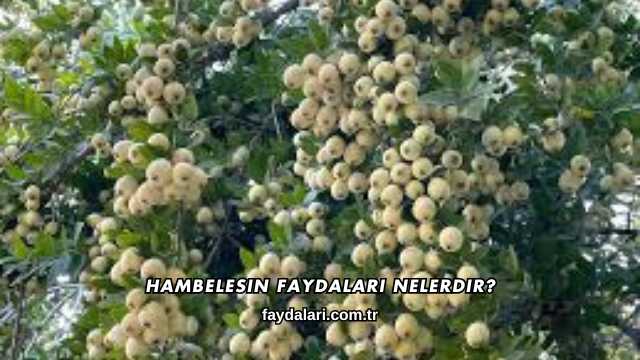Hambelesin Faydaları Nelerdir?