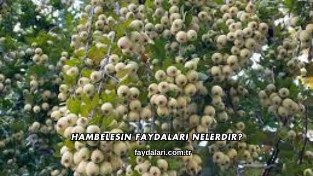 Hambelesin Faydaları Nelerdir?