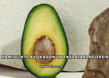 Hamilelikte Avokadonun Faydaları Nelerdir?