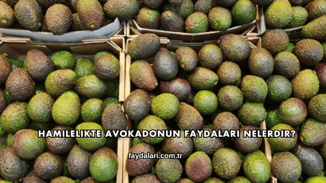 Hamilelikte Avokadonun Faydaları Nelerdir?