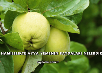 Hamilelikte Ayva Yemenin Faydaları Nelerdir?